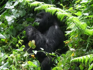 Solo Gorilla Trekking in Uganda