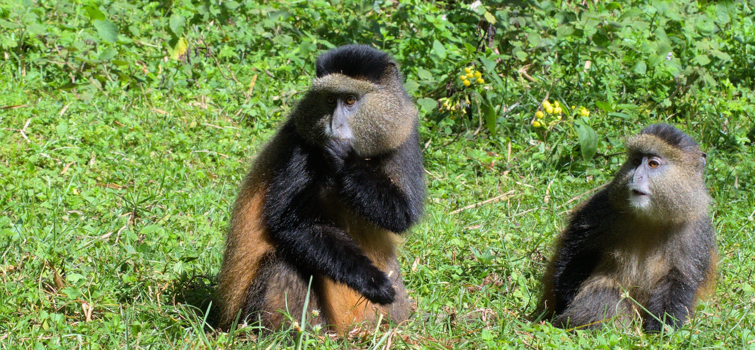 Golden Monkey Uganda Hike-Golden Monkey Trek Uganda