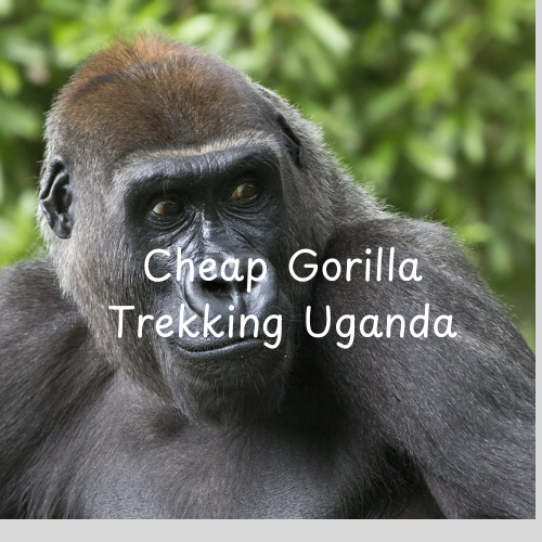 Cheap Gorilla Trekking Uganda
