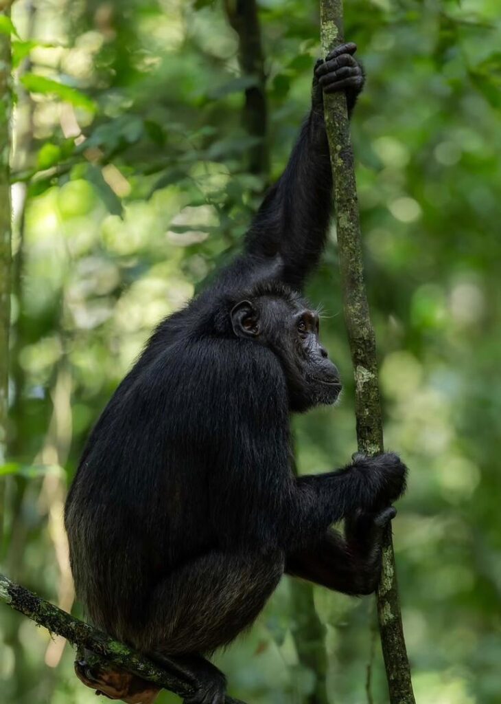 Chimpanzee Trekking Uganda