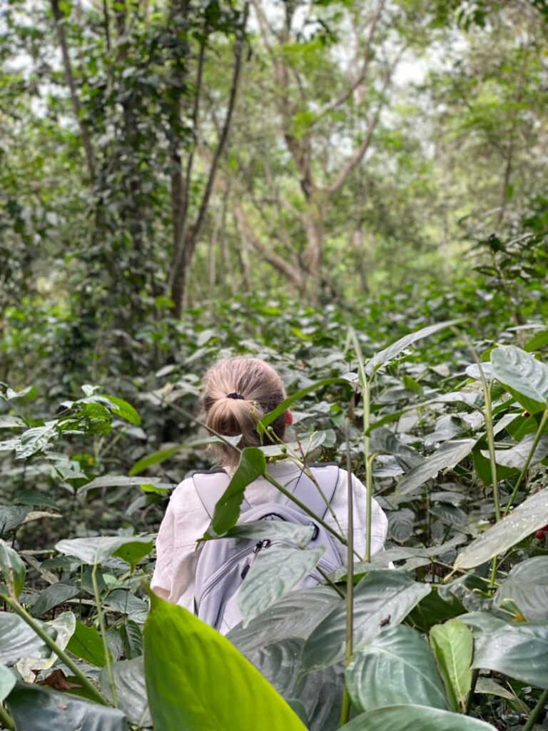 Bwindi Impenetrable Forest