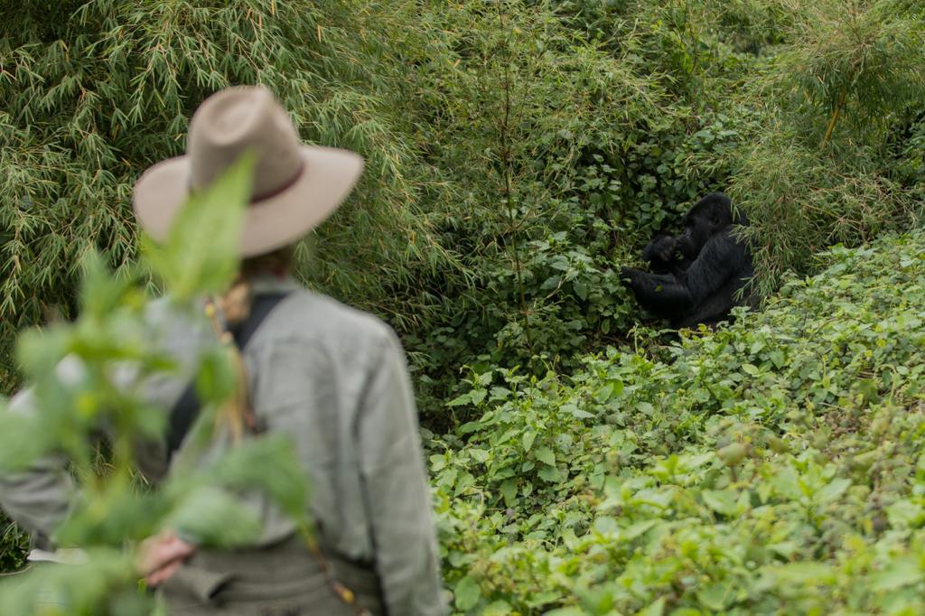 solo gorilla trekking Uganda