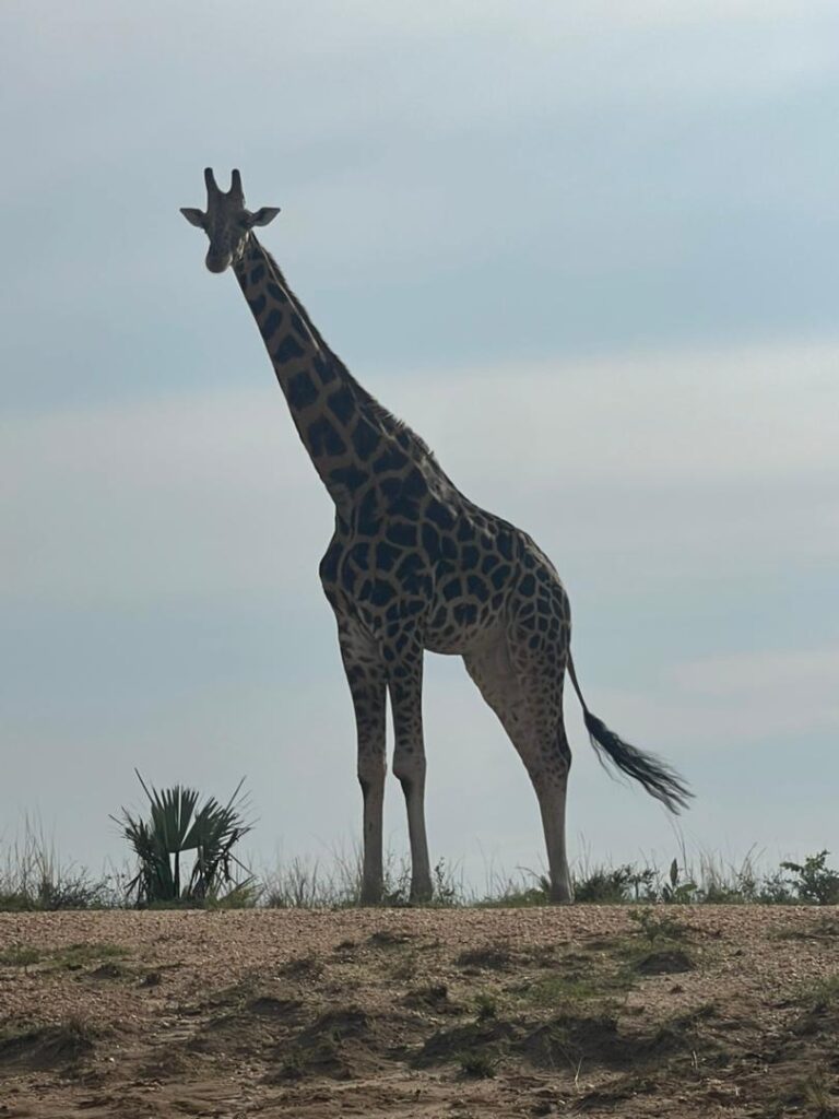 Uganda Rwanda Safari-26 days Trip Uganda plus Rwanda