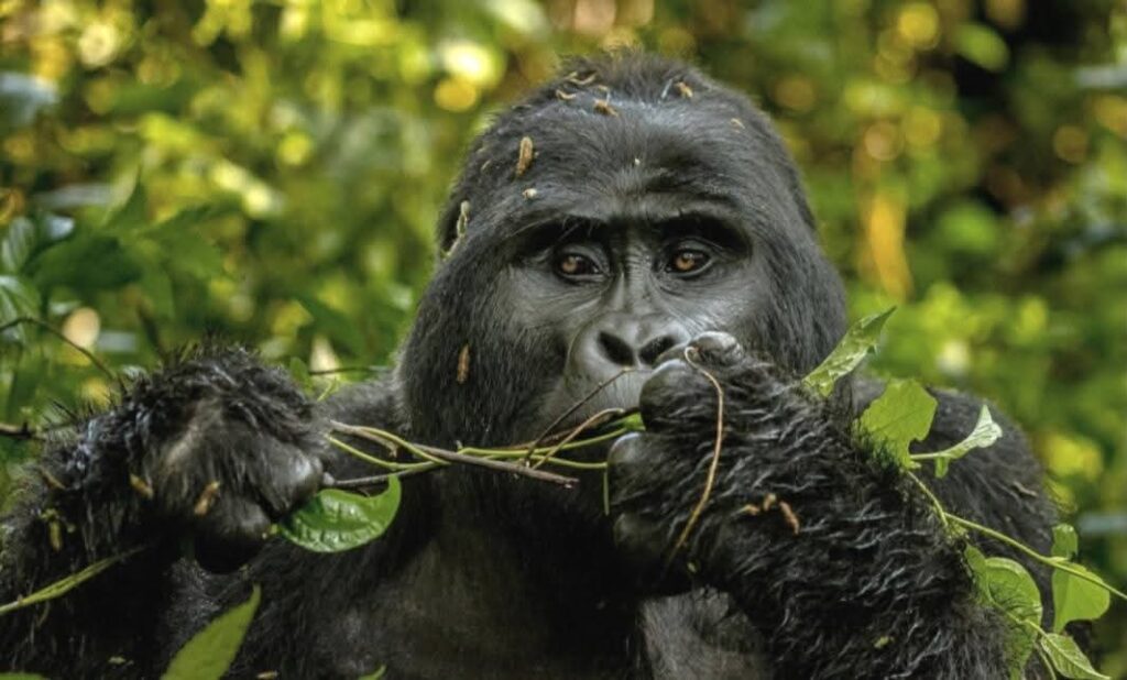 Cheap Gorilla Trekking Rwanda
